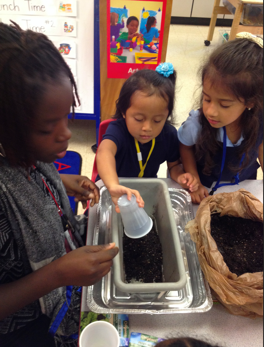 Spinach seed planting in Pre-K