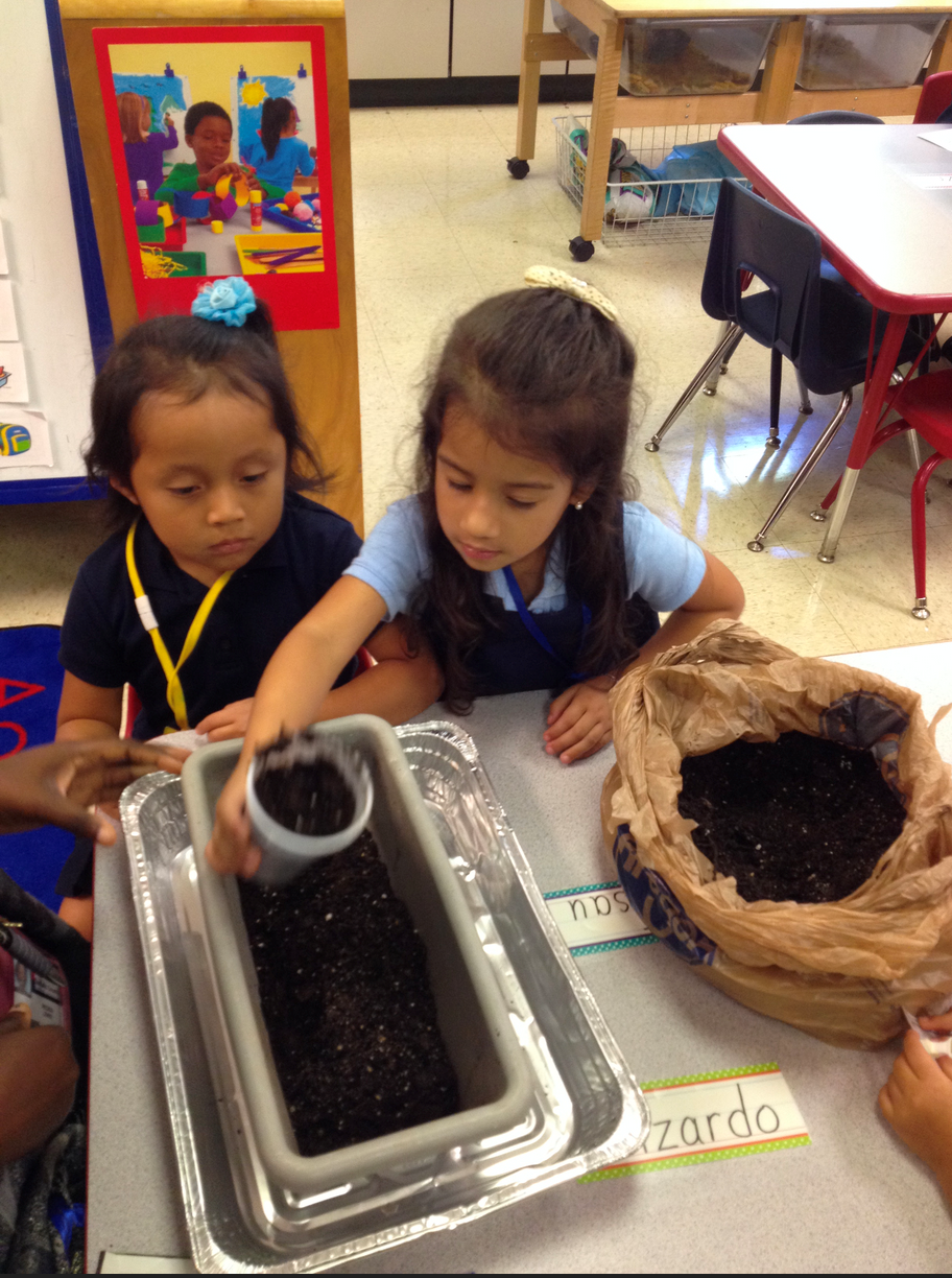 Spinach seed planting in Pre-K